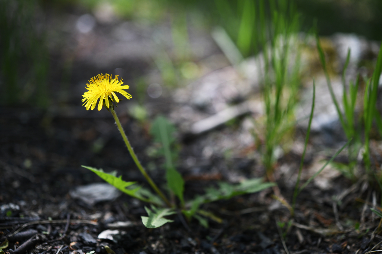 photo "***" tags: macro and close-up, grass, одуванчик, пятно света