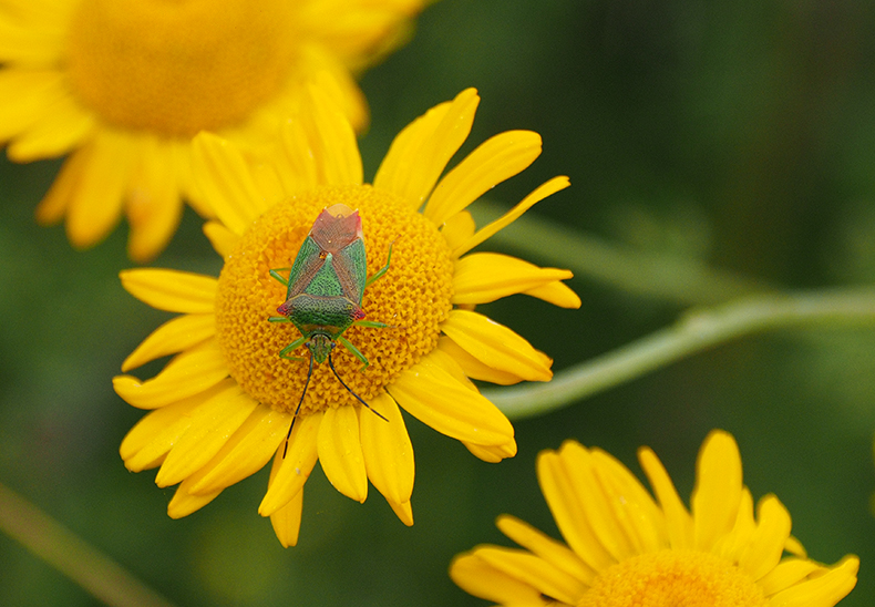 photo "Yellow and Green" tags: nature, macro and close-up, reporting, 