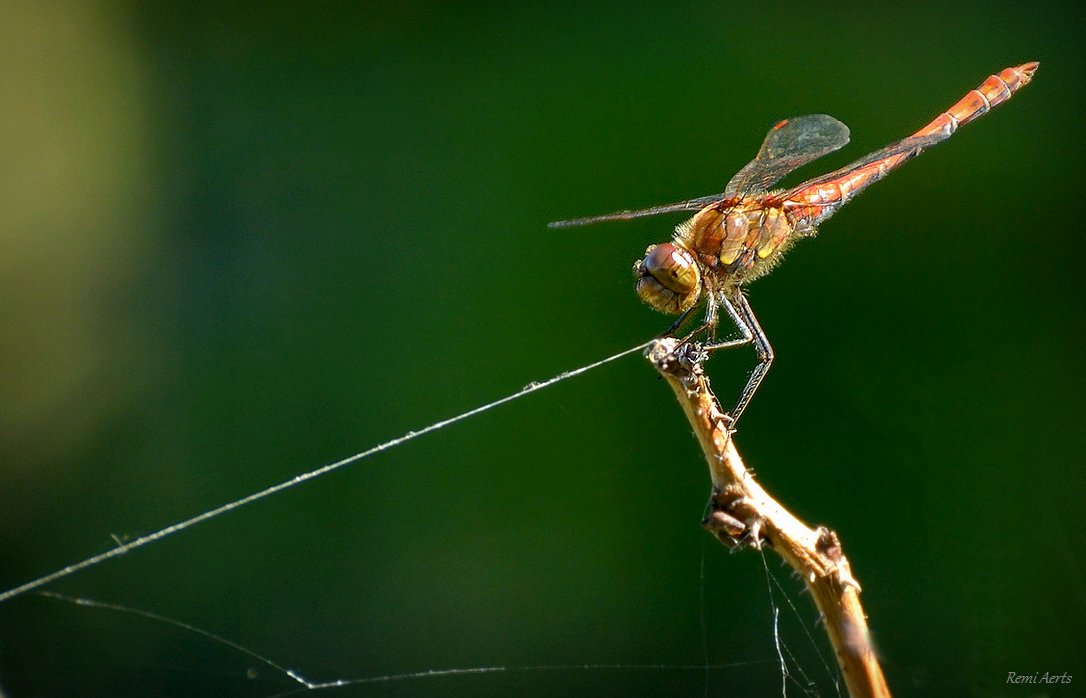 photo "***" tags: nature, macro and close-up, 