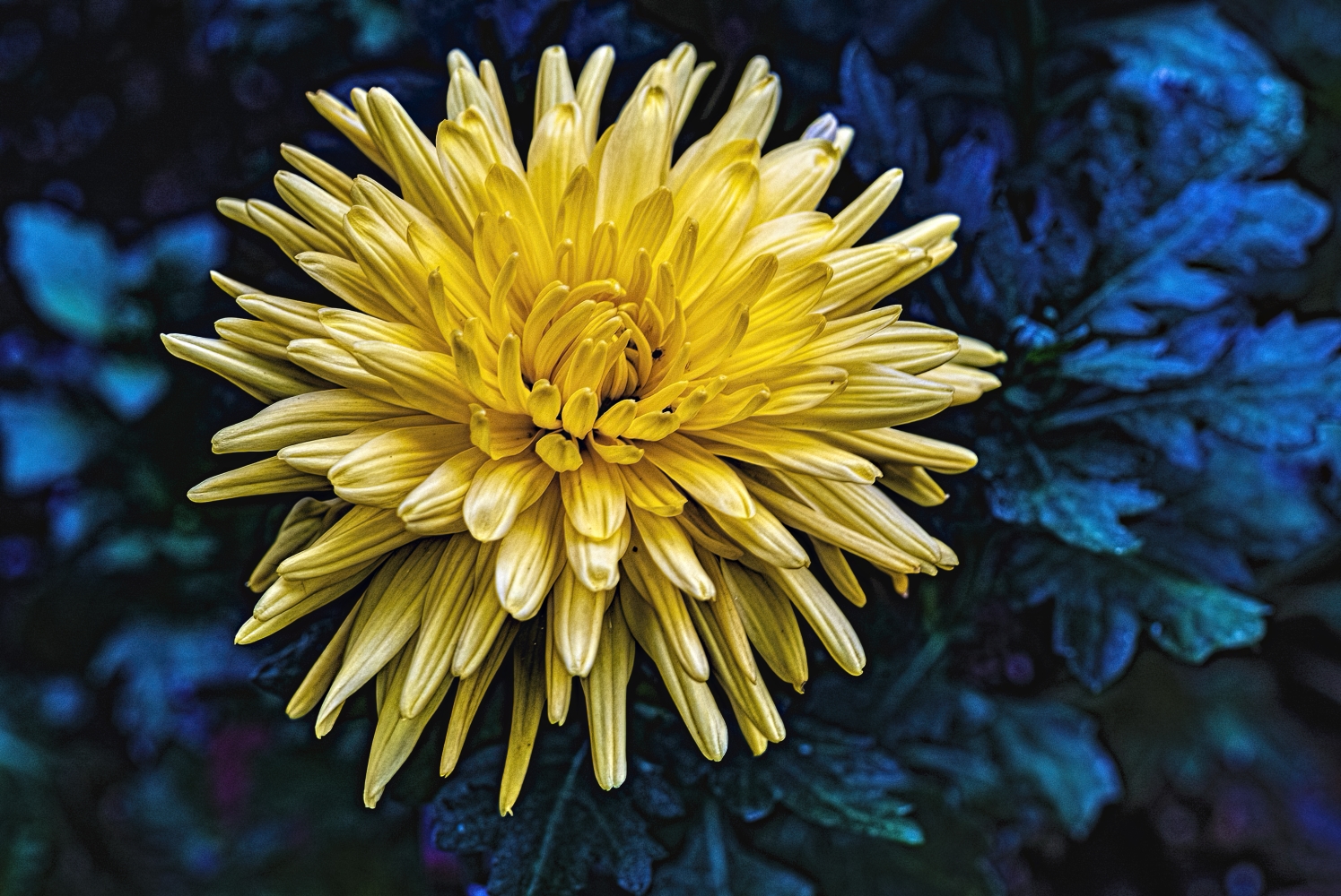 photo "Chrysanthemum" tags: nature, 