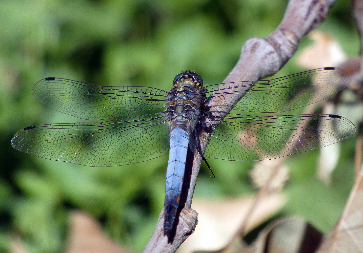 photo "***" tags: macro and close-up, insect