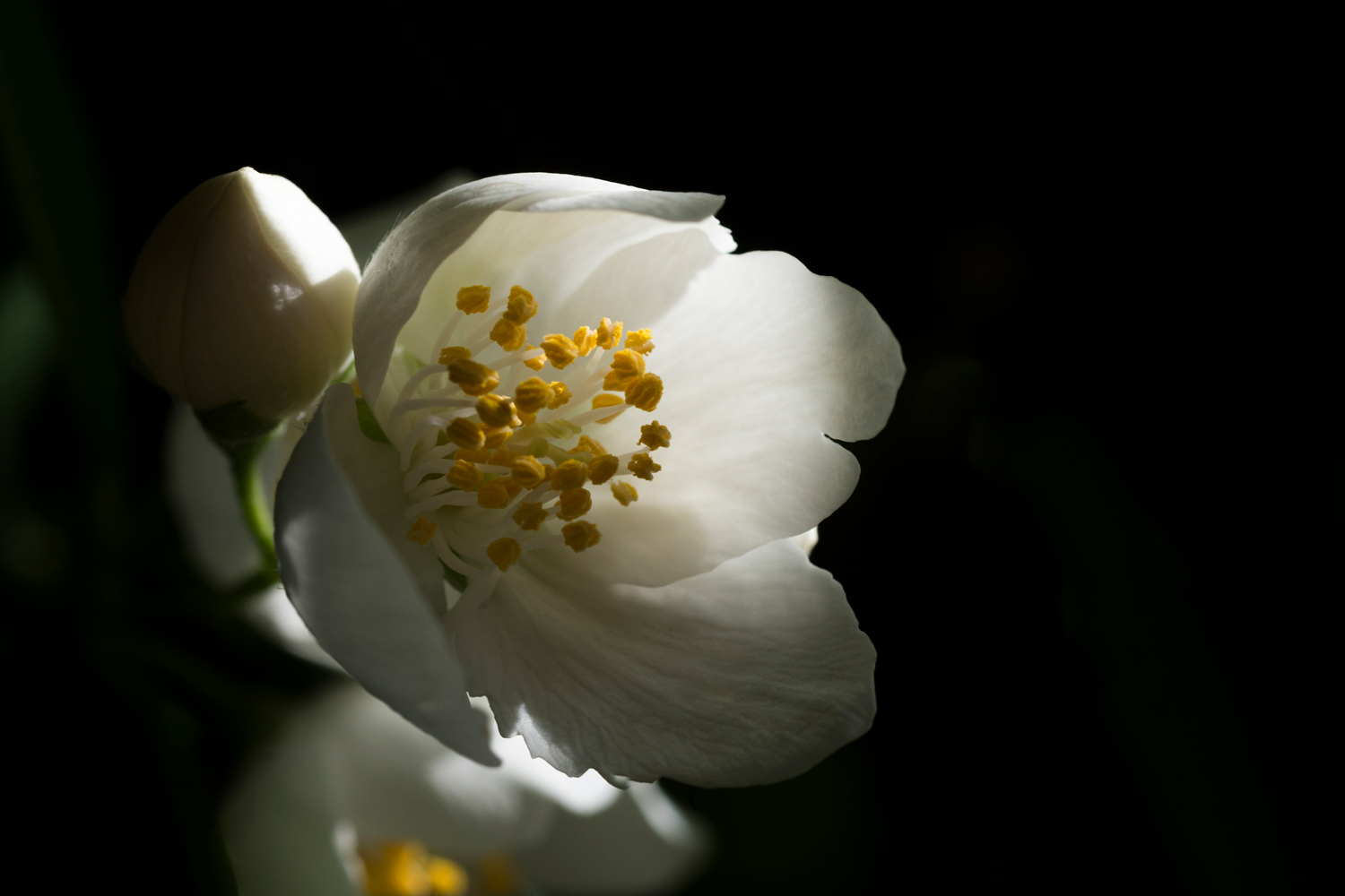 photo "***" tags: macro and close-up, nature, 