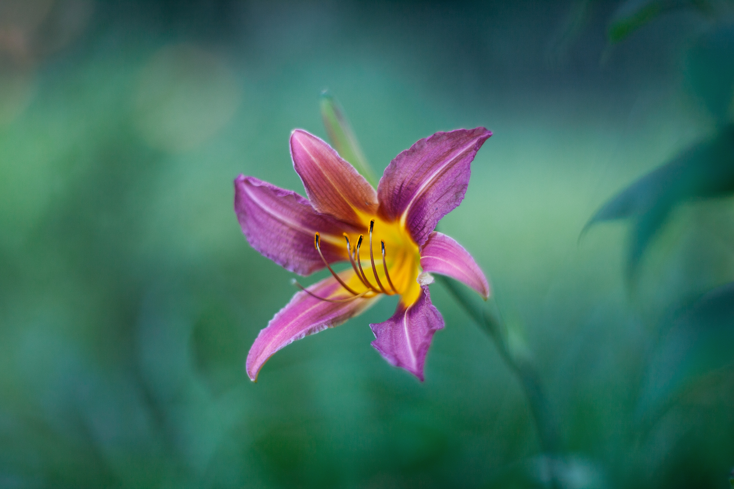 photo "***" tags: nature, macro and close-up, 