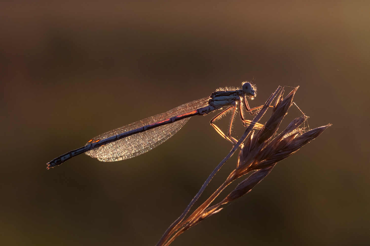 photo "***" tags: macro and close-up, 