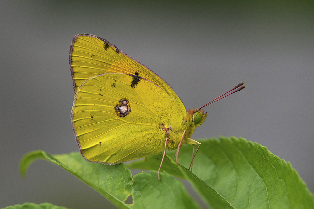 photo "***" tags: macro and close-up, бабочки