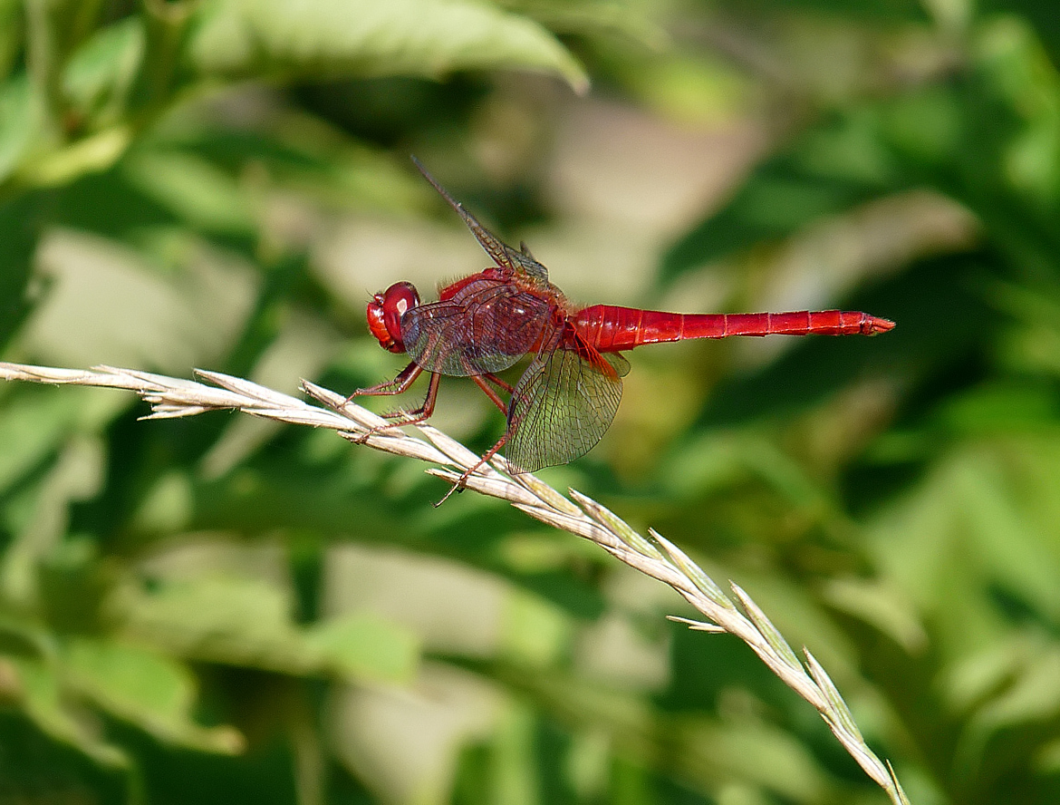 photo "***" tags: nature, macro and close-up, insect