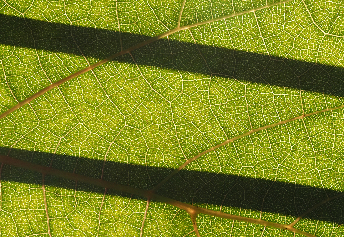 photo "Green leaves and black stribes" tags: nature, macro and close-up, reporting, 