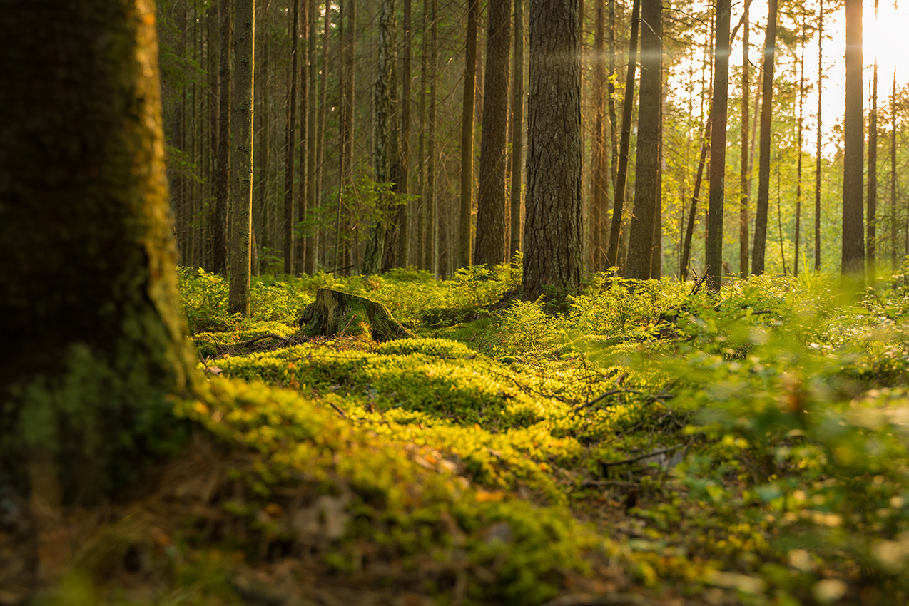 photo "***" tags: landscape, travel, nature, forest, Беларусь, ландшафт