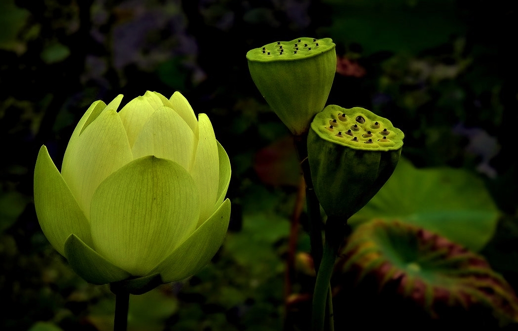 photo "***" tags: nature, macro and close-up, still life, 