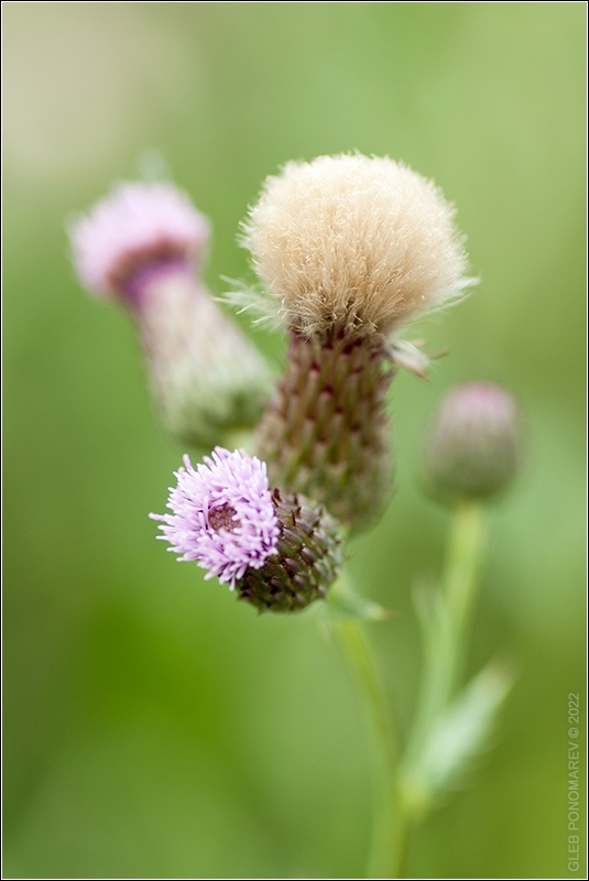 photo "***" tags: macro and close-up, nature, 