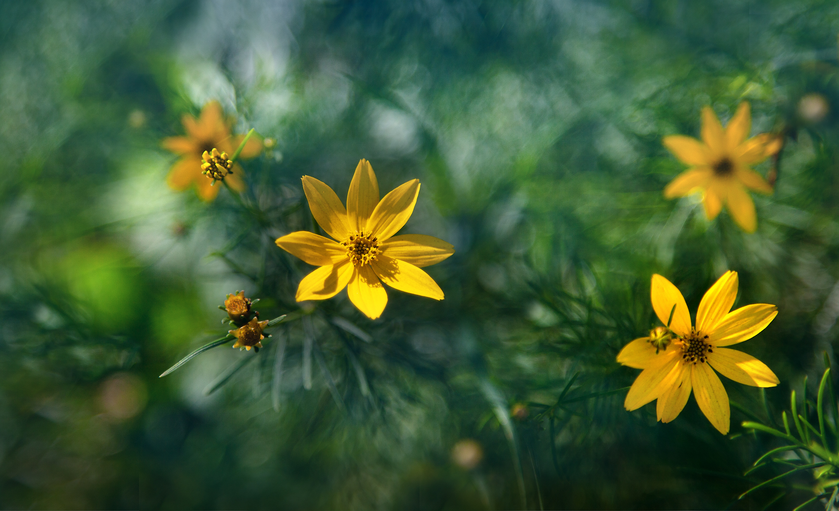 photo "***" tags: macro and close-up, 