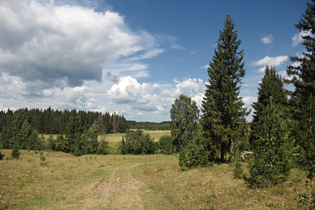 фото "Последние летние деньки" метки: природа, пейзаж, путешествия, ель, лес, лето