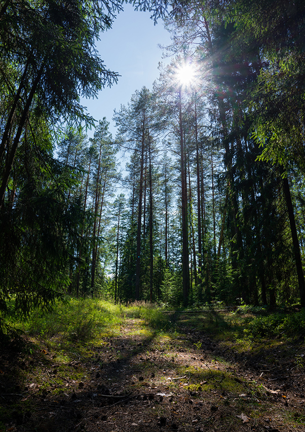 photo "***" tags: landscape, travel, nature, forest, summer, ландшафт