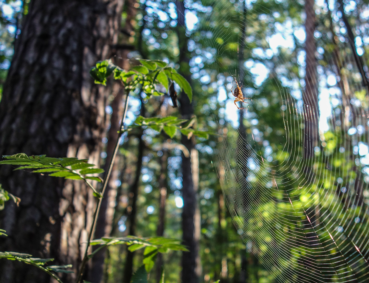 photo "In full readiness" tags: nature, macro and close-up, spider, summer, паутина