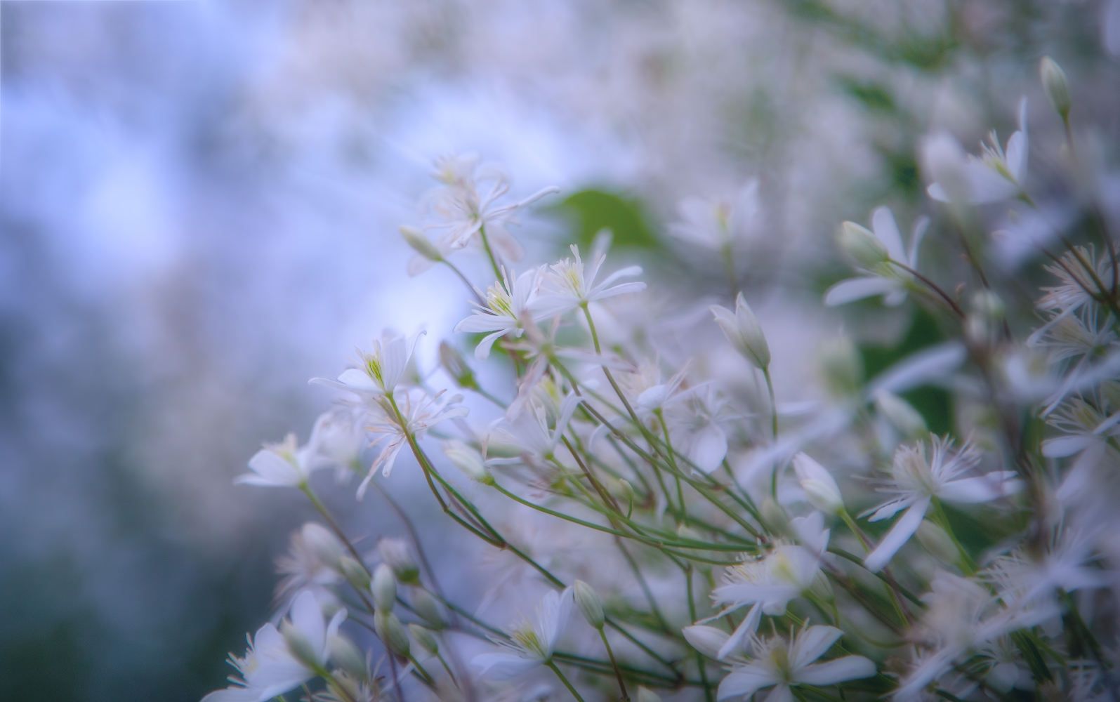 photo "***" tags: macro and close-up, nature, 