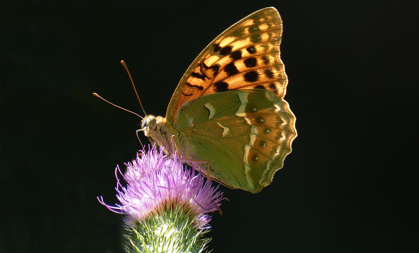 photo "***" tags: macro and close-up, insect