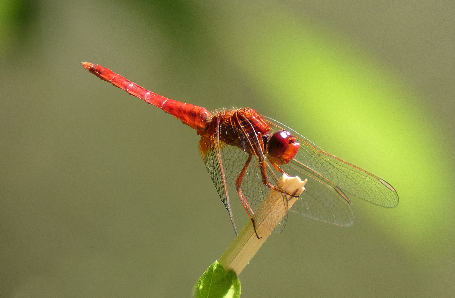 photo "***" tags: nature, macro and close-up, insect