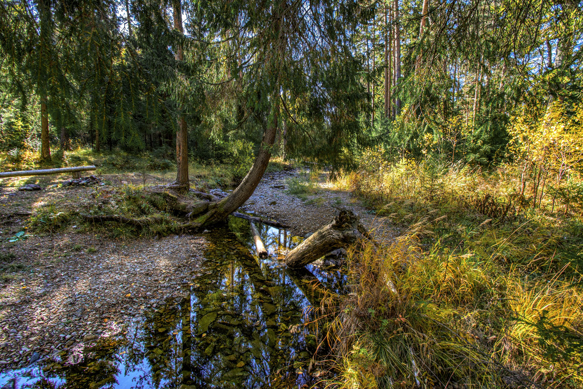 фото "Уголок леса" метки: пейзаж, 