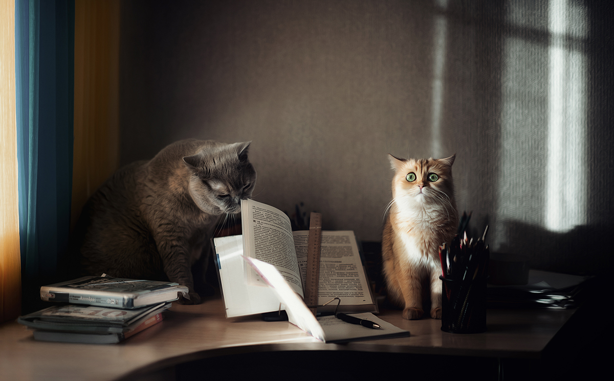 фото "- Боже..и дай нам сил, к завтрашнему дню выучить всё это.." метки: юмор, 