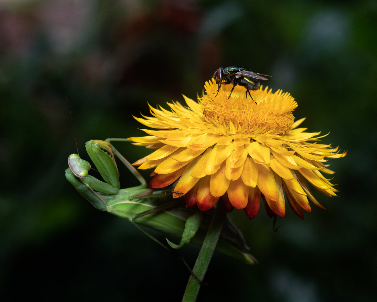 photo "***" tags: macro and close-up, nature, 