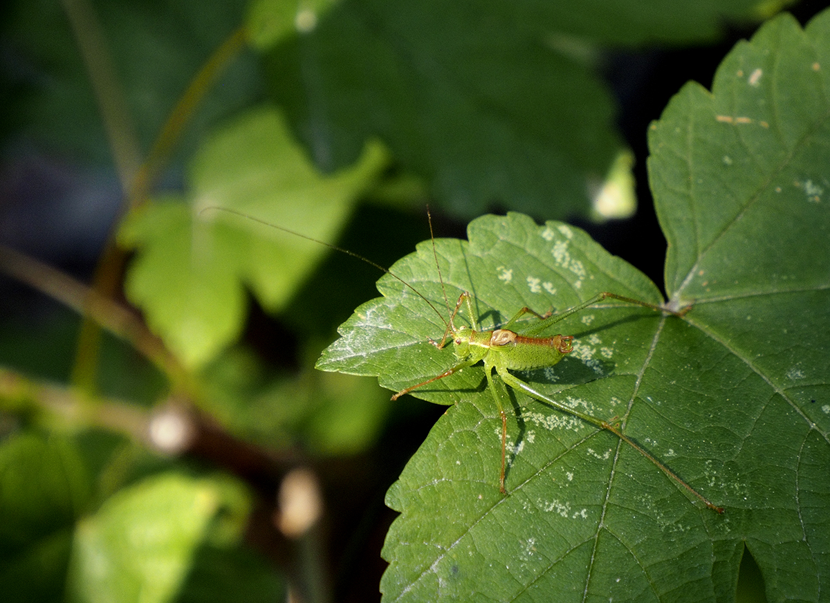 photo "Green On Green" tags: macro and close-up, nature, 