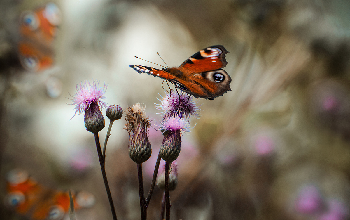 photo "Wie schön diese Welt ist, schau!" tags: nature, macro and close-up, 