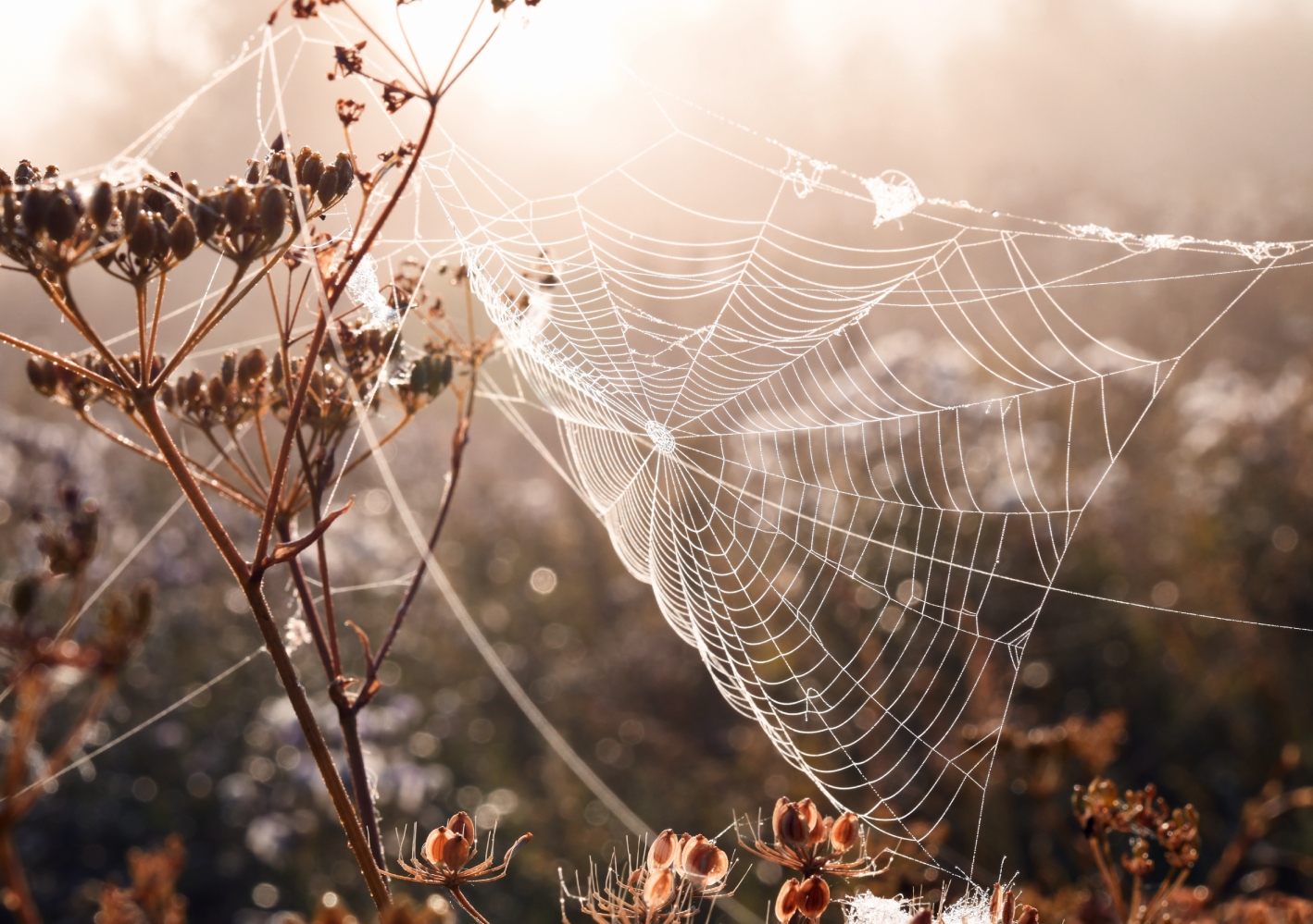 photo "***" tags: nature, macro and close-up, autumn, fog, паутина