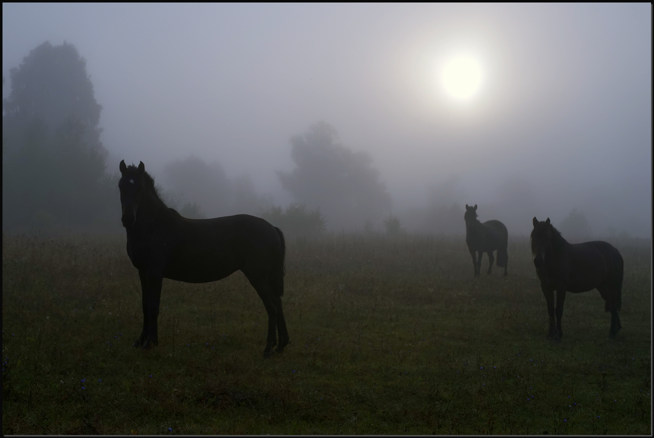 фото "***" метки: путешествия, Башкирия, лошадь, туман, утро