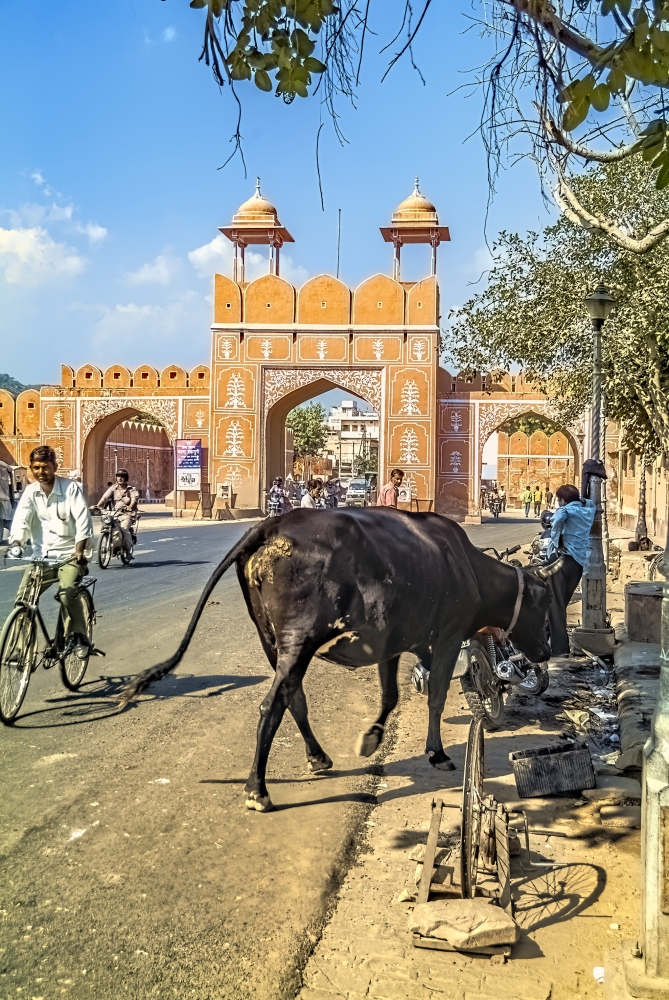 photo "Holy Cow" tags: street, 