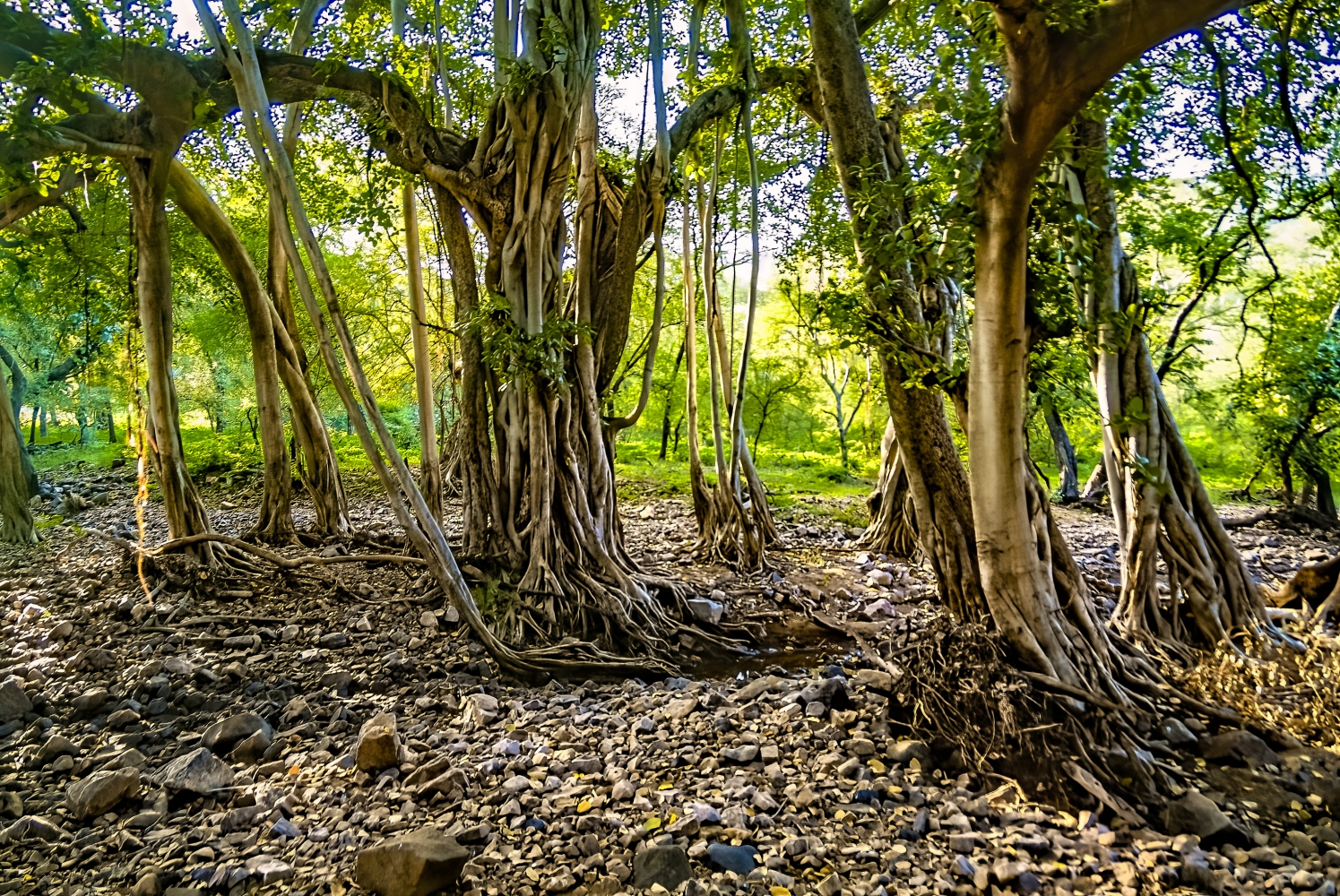 photo "Among the Vines" tags: nature, 