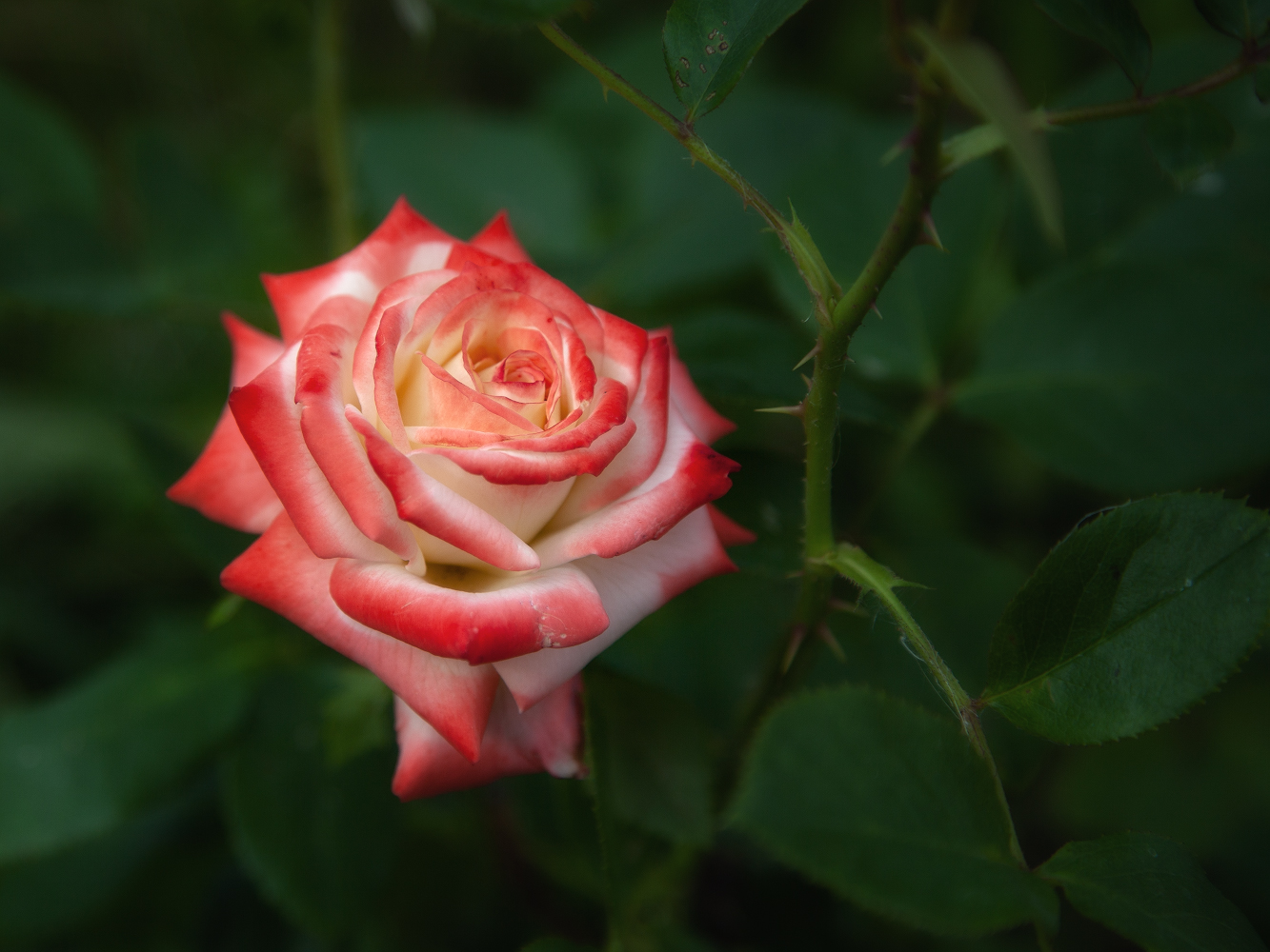 photo "***" tags: macro and close-up, 