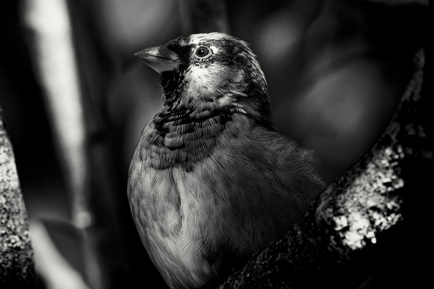 photo "passer domesticus" tags: nature, black&white, Europe, wild animals