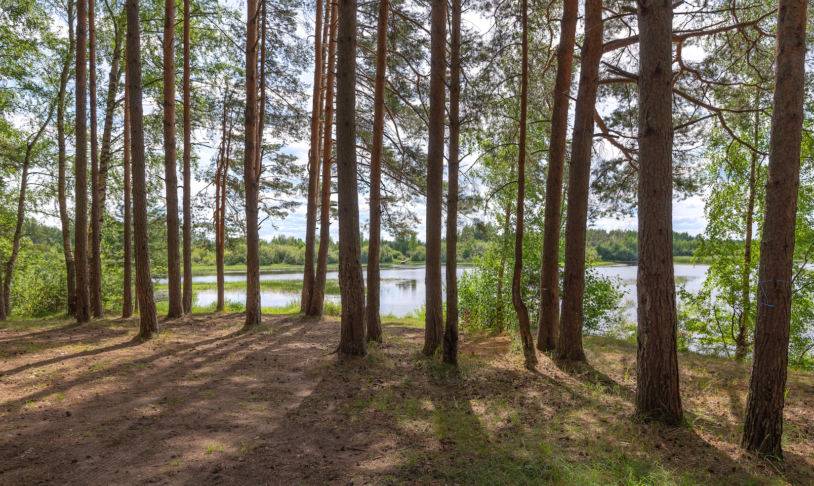 фото "Сосновое настроение" метки: пейзаж, 