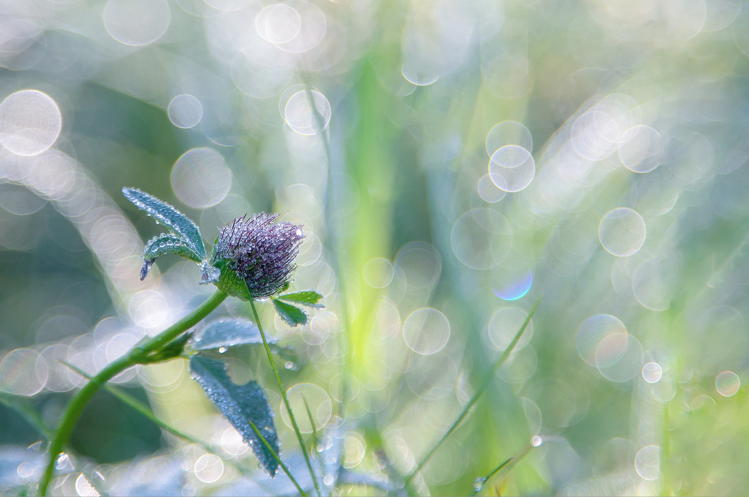 photo "***" tags: macro and close-up, 