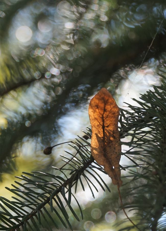 photo "***" tags: nature, 