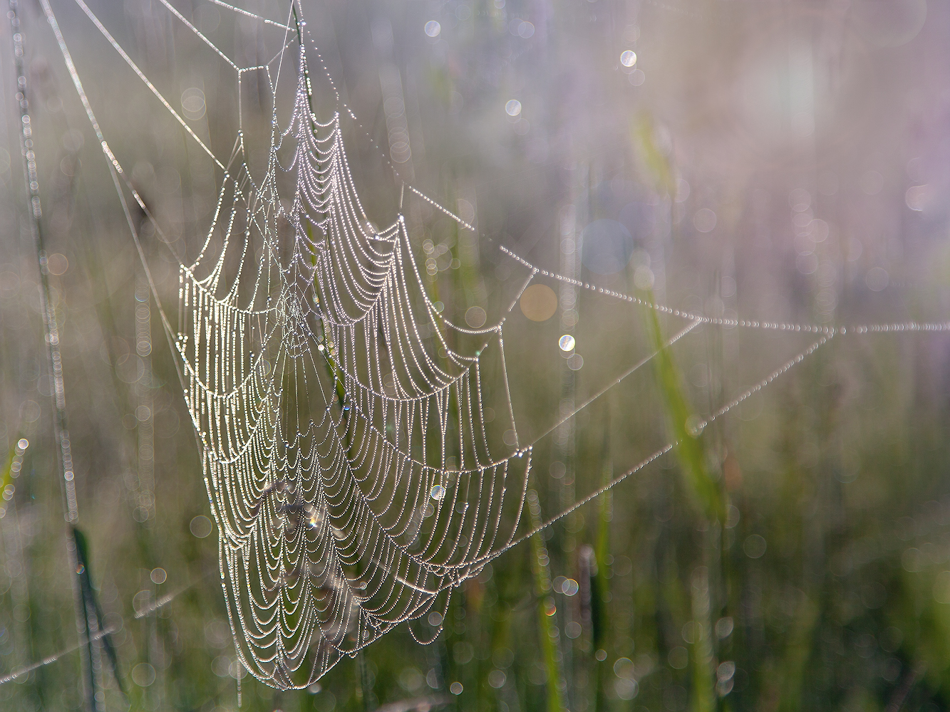 фото "Искристое утро, или...Время паутинок..." метки: макро и крупный план, природа, 