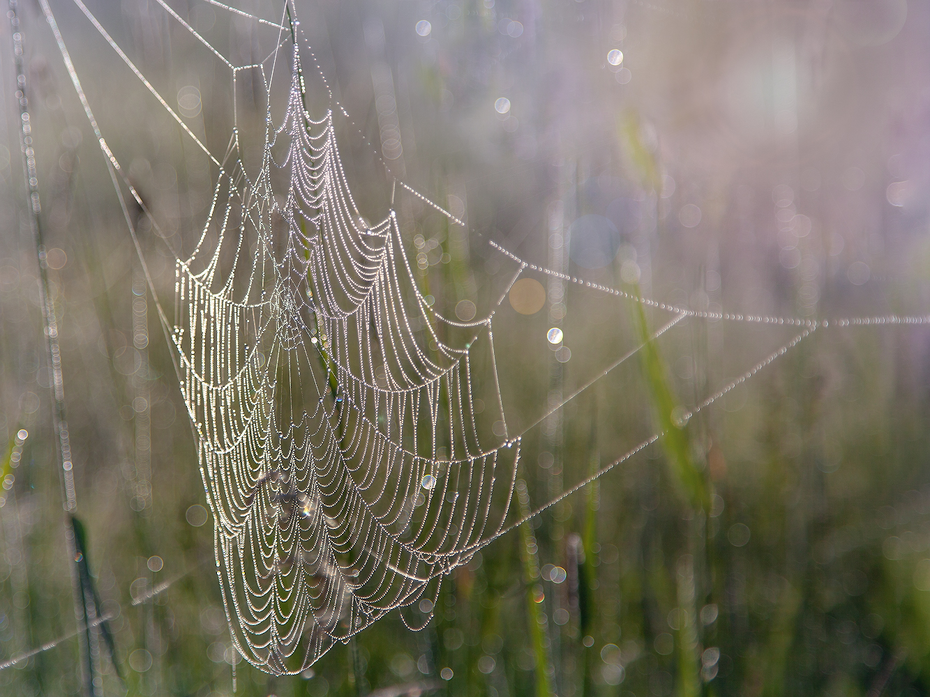 photo "***" tags: macro and close-up, nature, 