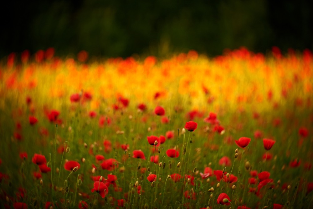 photo "***" tags: landscape, nature, flowers, meadow, morning, spring, маки, раннее утро, солнечно, цветение