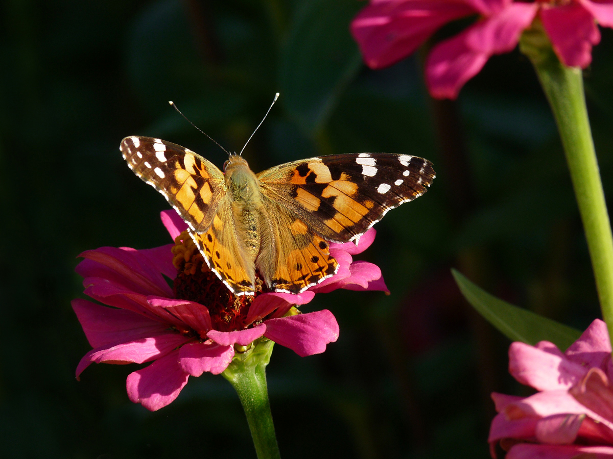 photo "***" tags: nature, flowers