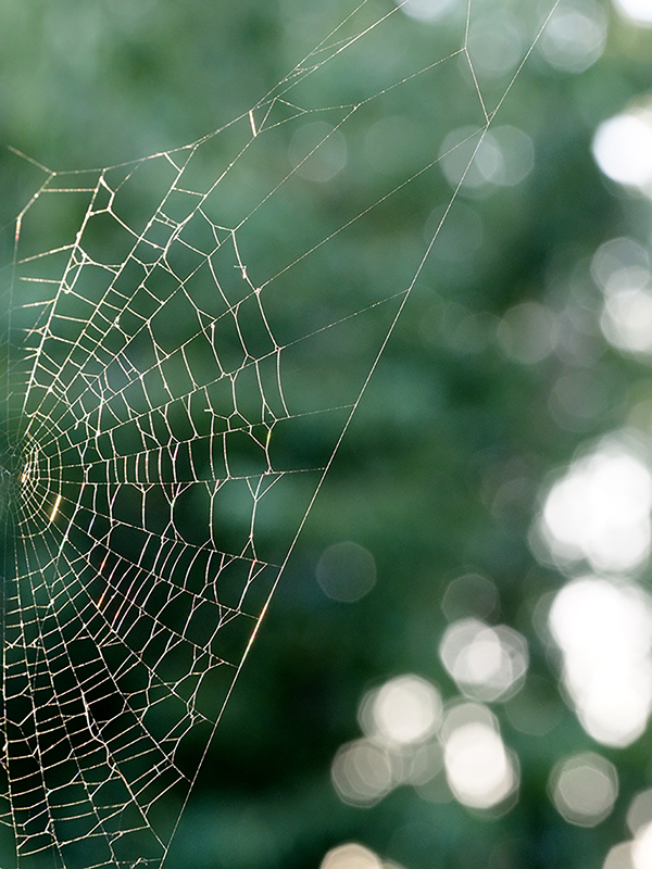 photo "Spiders Web" tags: nature, macro and close-up, reporting, 