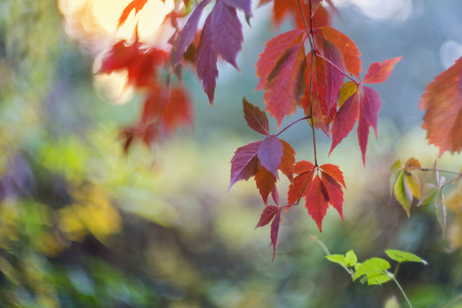 фото "Осенние листья-цветы золотой осени..." метки: природа, 