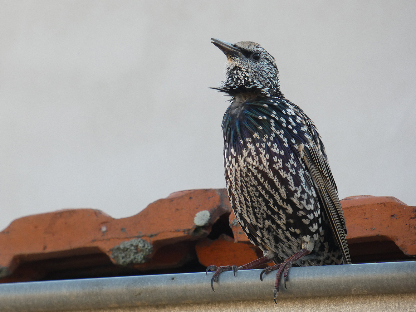 photo "***" tags: nature, wild animals