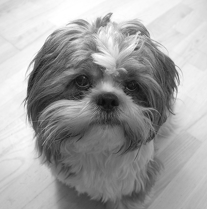 photo "Our little Oscar" tags: macro and close-up, black&white, portrait, 