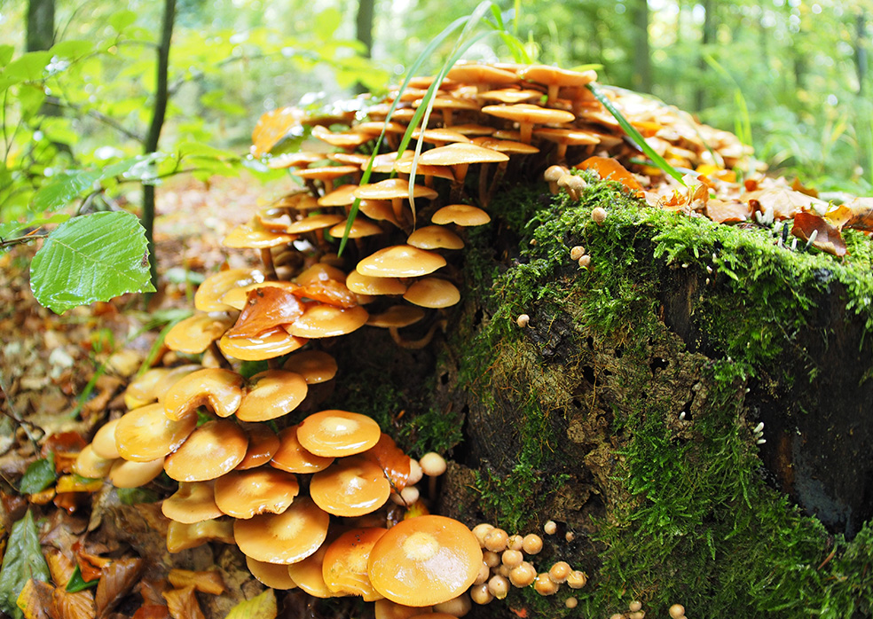 photo "Autumn mushrooms" tags: nature, macro and close-up, still life, 