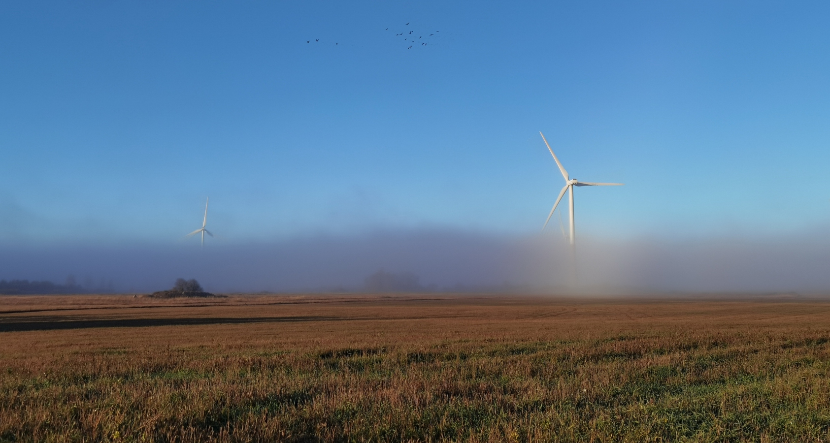 photo "... the morning fog, windmills and geese" tags: travel, 