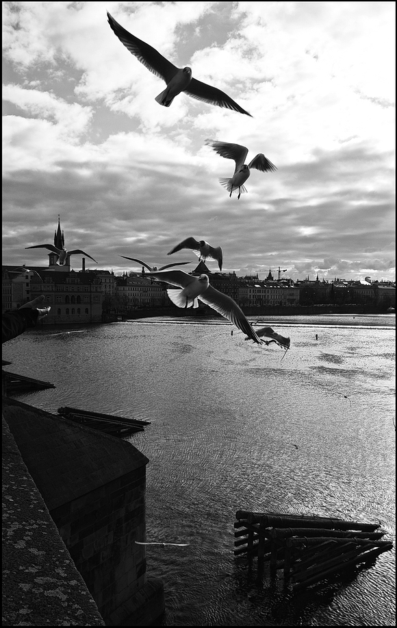 фото "Чайки" метки: черно-белые, Prag, Praha, Прага