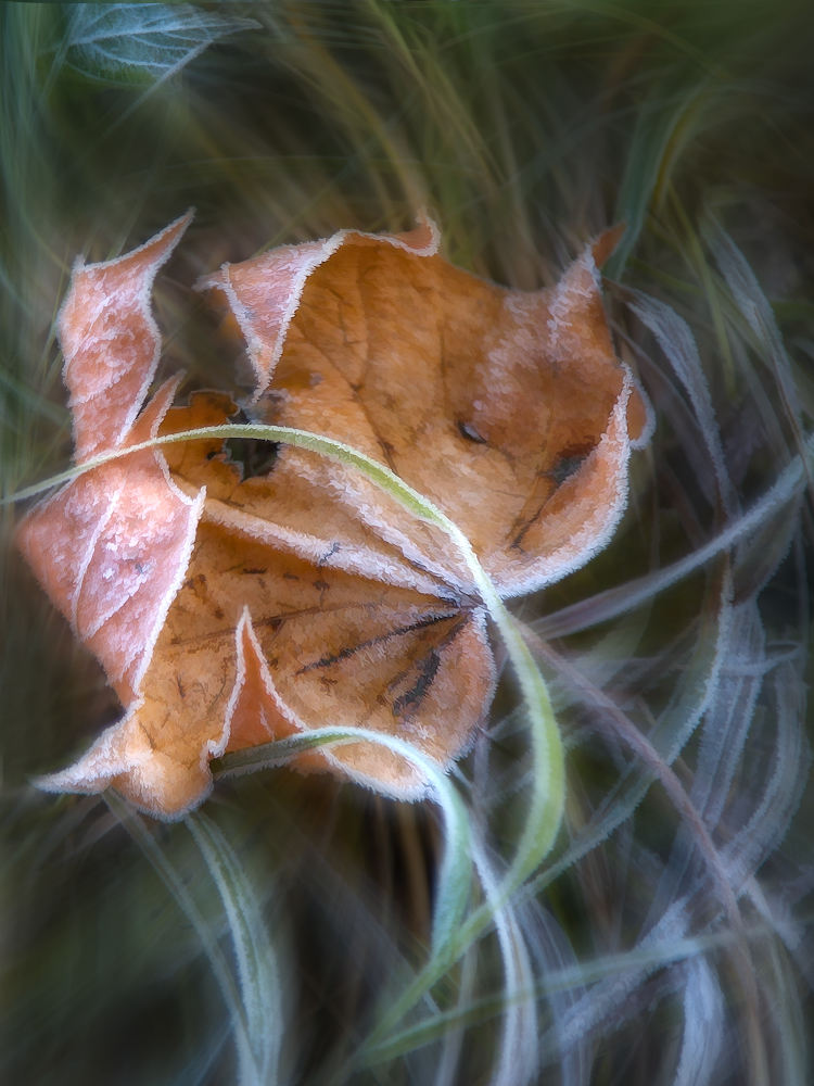 photo "***" tags: macro and close-up, nature, 