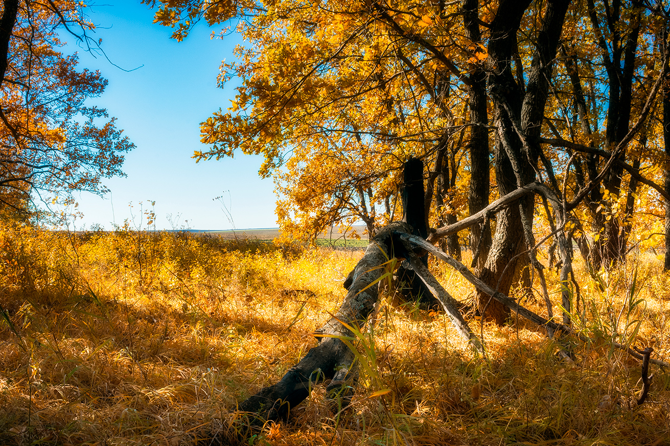 photo "осень, день, пейзаж, деревья" tags: landscape, nature, autumn, день, деревья