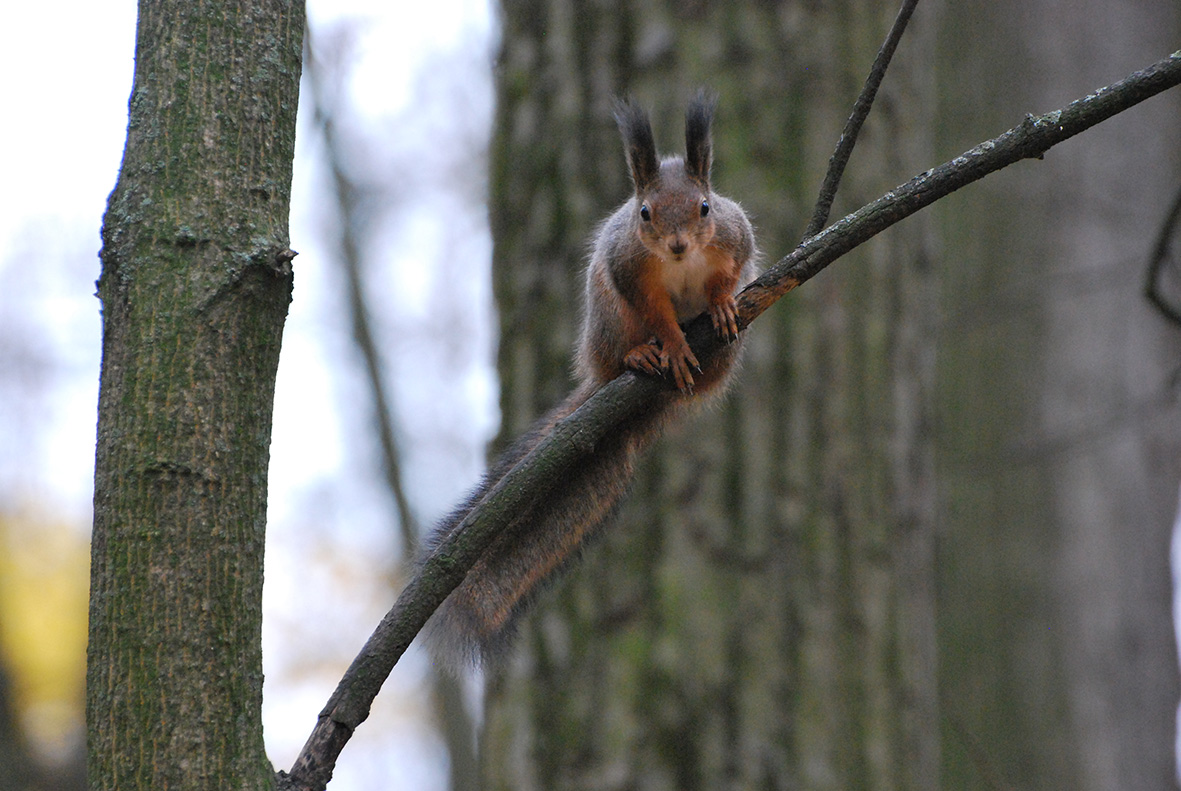 photo "***" tags: nature, squirrel, Царицыно, белки