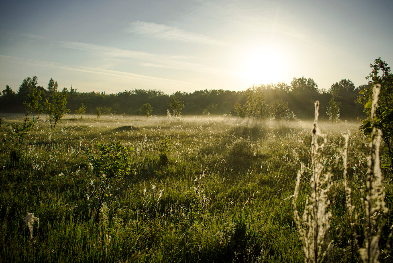 photo "***" tags: landscape, nature, morning, summer, sunrise, деревья